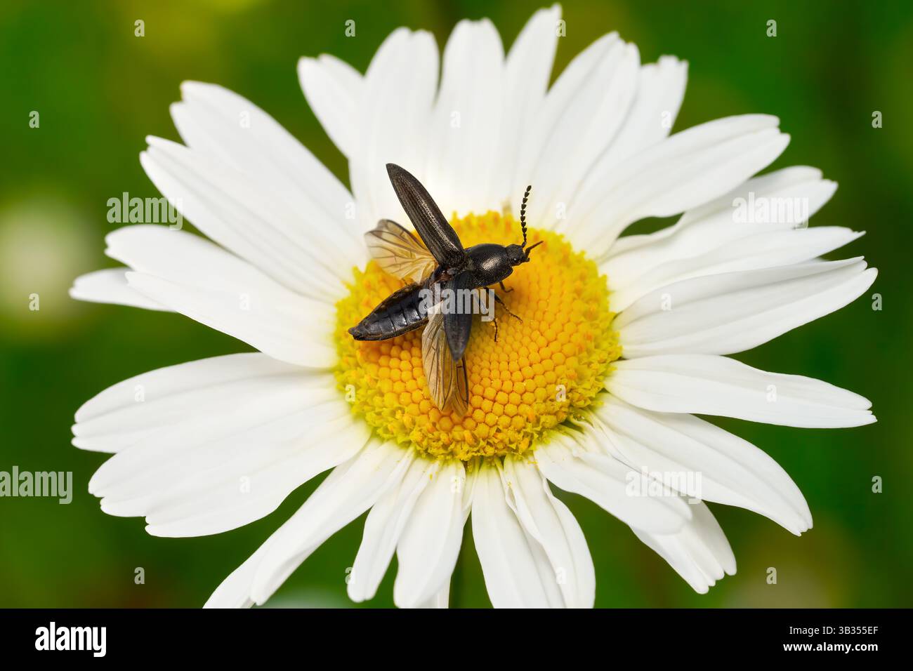 Klicken Sie auf Käfer (Elateridae), der von einer marguerite abhebt Stockfoto