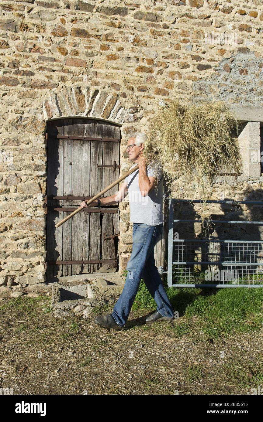 Landwirt mit Heu für das Vieh füttern Stockfoto