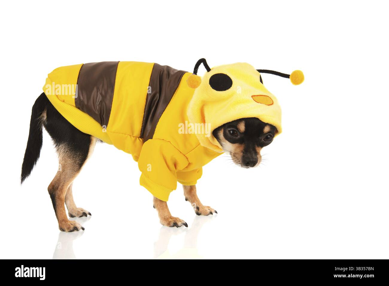 Chihuahua stehend gekleidet wie Biene isoliert auf weißem Hintergrund Stockfoto