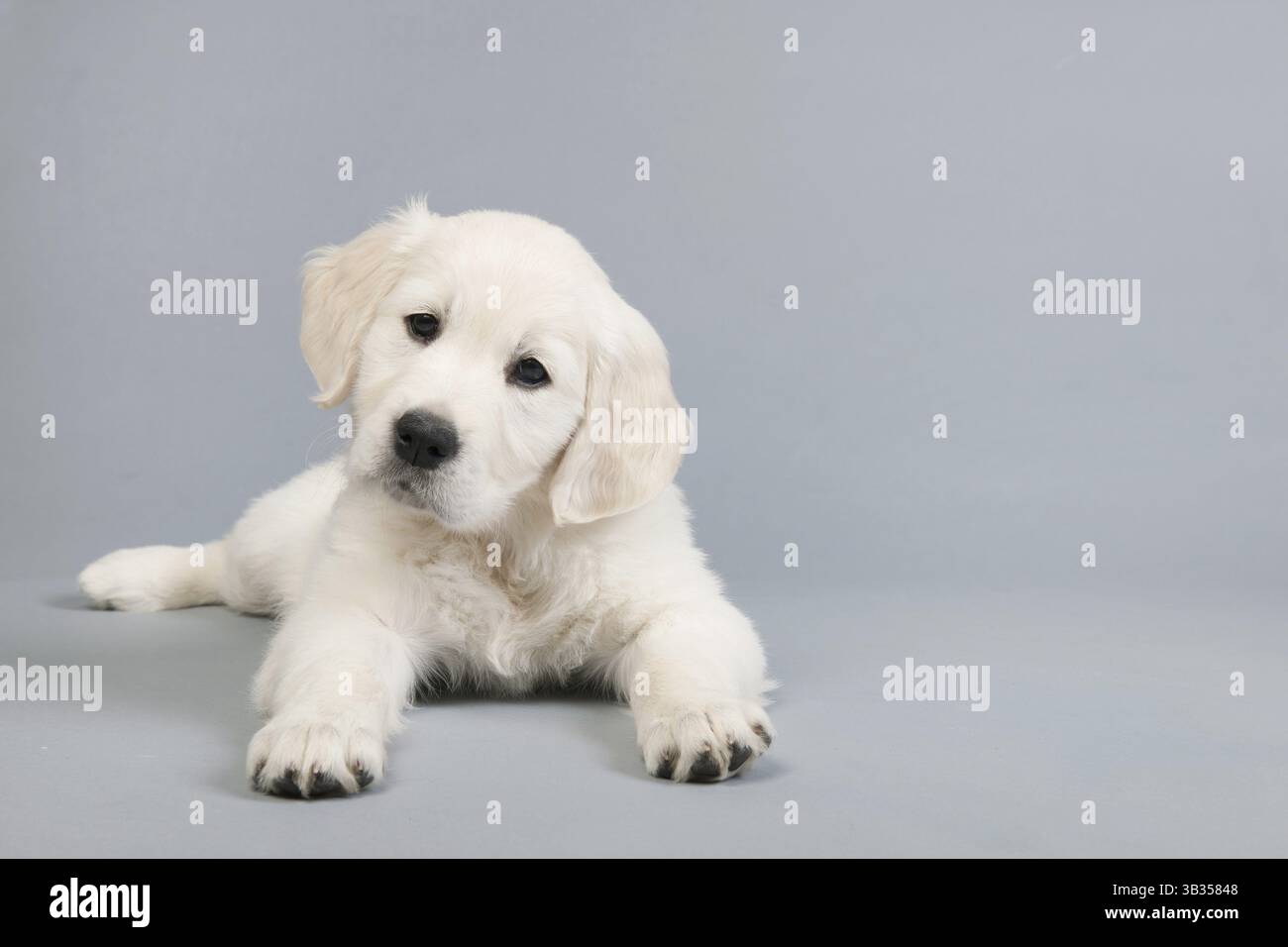 Golden Retriever Welpe auf grauem Hintergrund Stockfoto