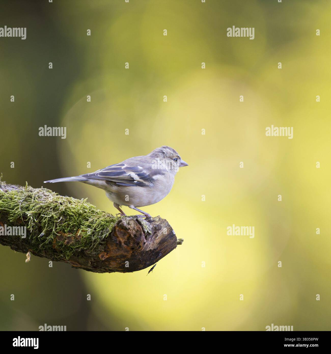 Weibliche gemeinsame Buchfink auf Baumstamm Stockfoto