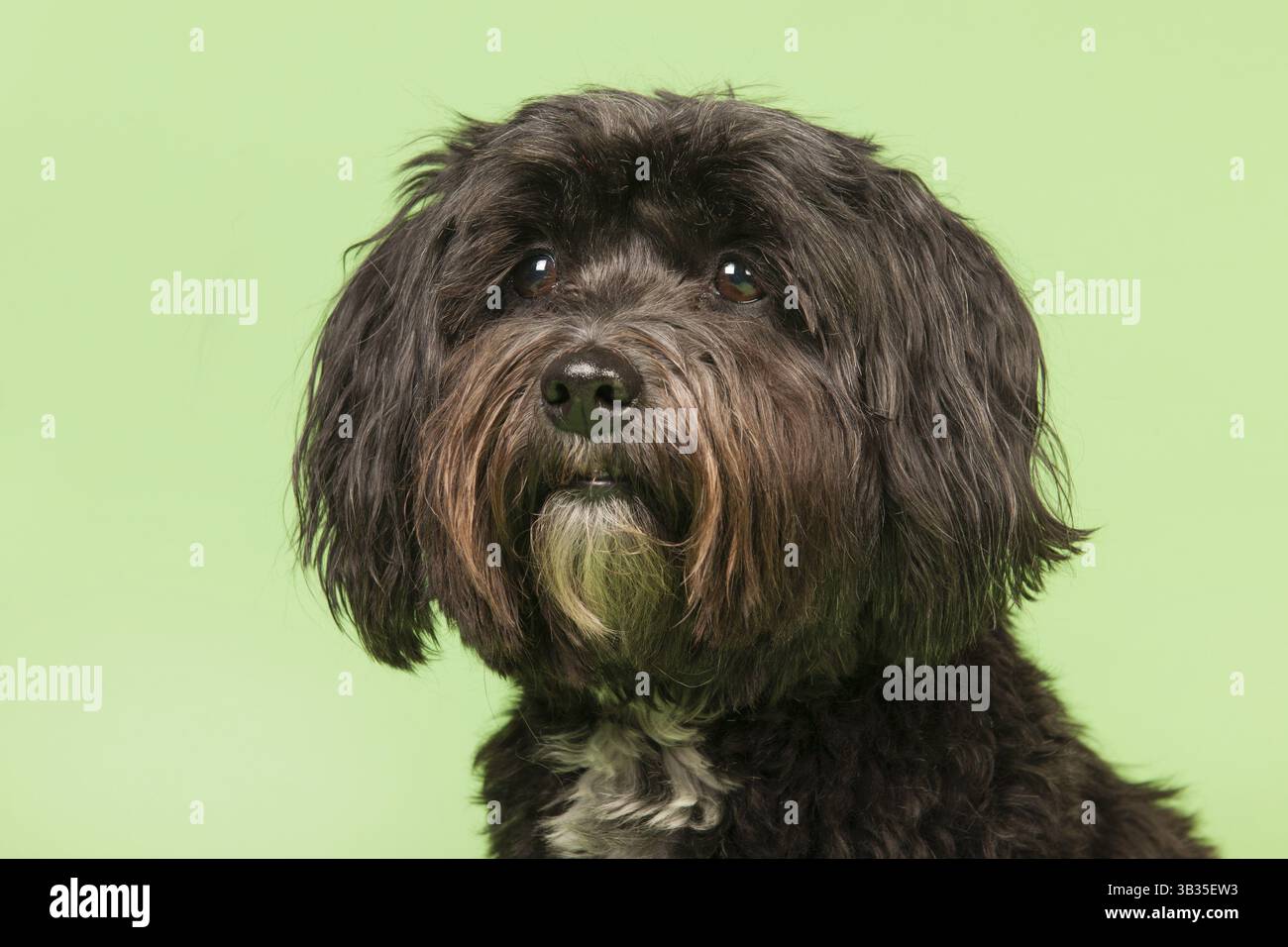 Kleiner schwarzer tibetischer Terrier auf grünem Hintergrund Stockfoto