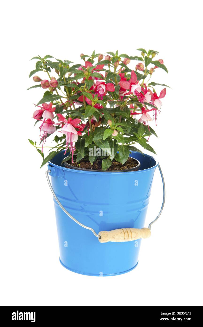 Multi Farbe Fuchsia in blauen Eimer über weißen Hintergrund isoliert Stockfoto