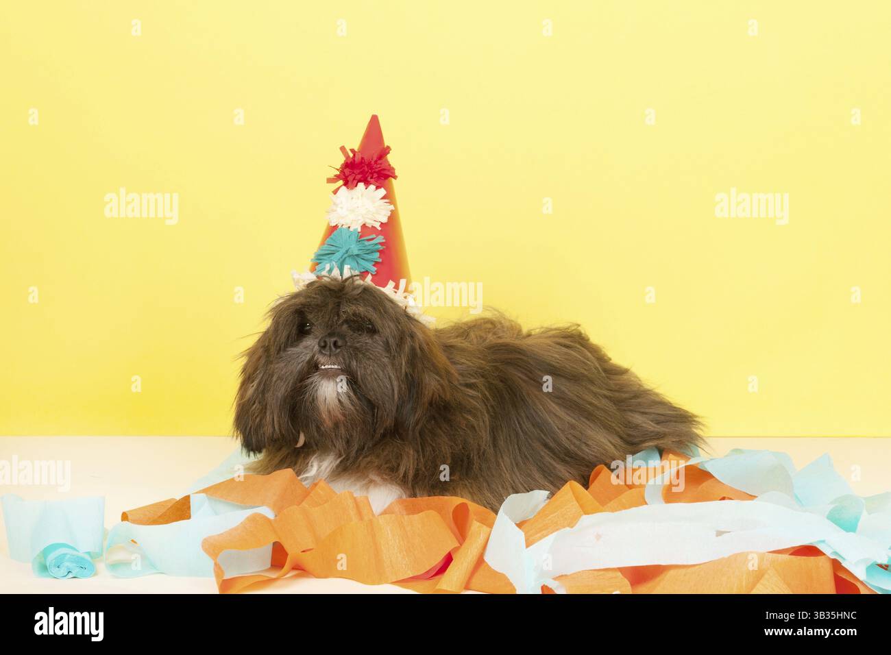 Porträt Laso Apso in Frint von gelbem Hintergrund Stockfoto