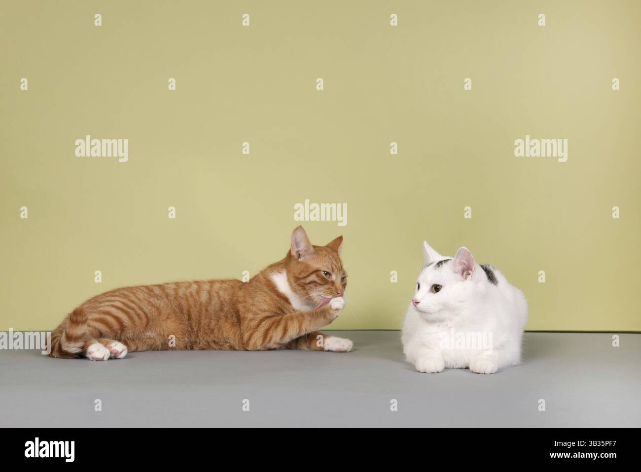 Zwei Katzen in rot und weiß auf grünem Hintergrund Stockfoto
