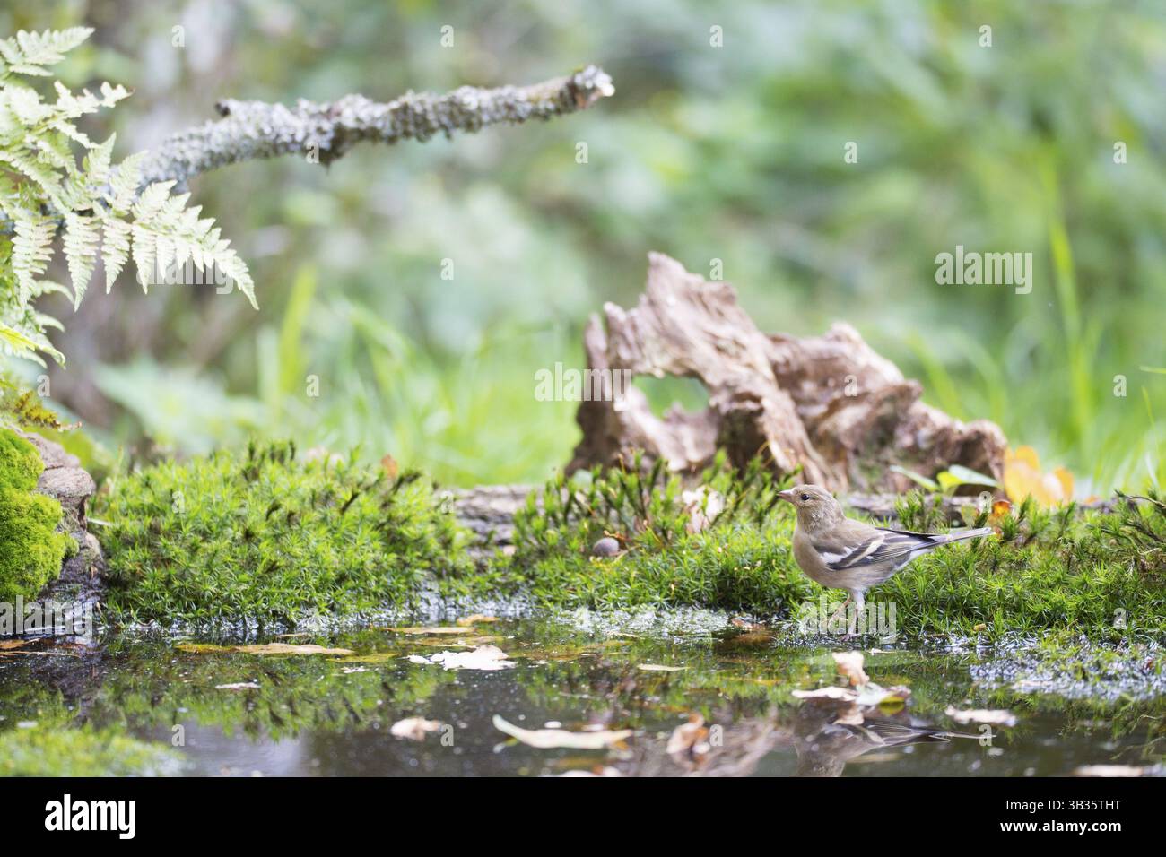 Weibliche gemeinsame Buchfink Trinkwasser Stockfoto