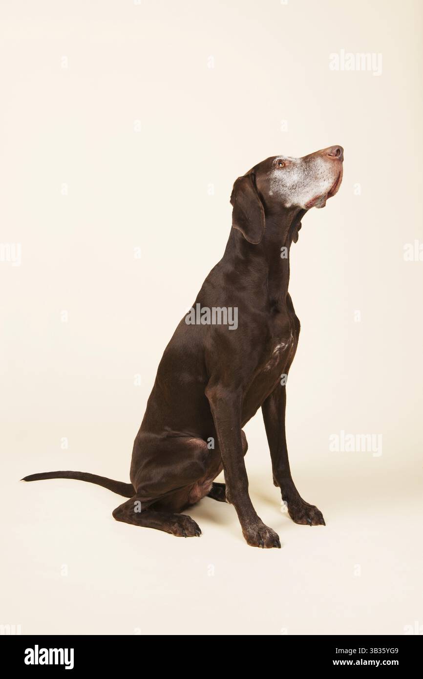 Alter Hund mit weißem Kopf sitzt im Studio auf Creme farbigen Hintergrund Stockfoto