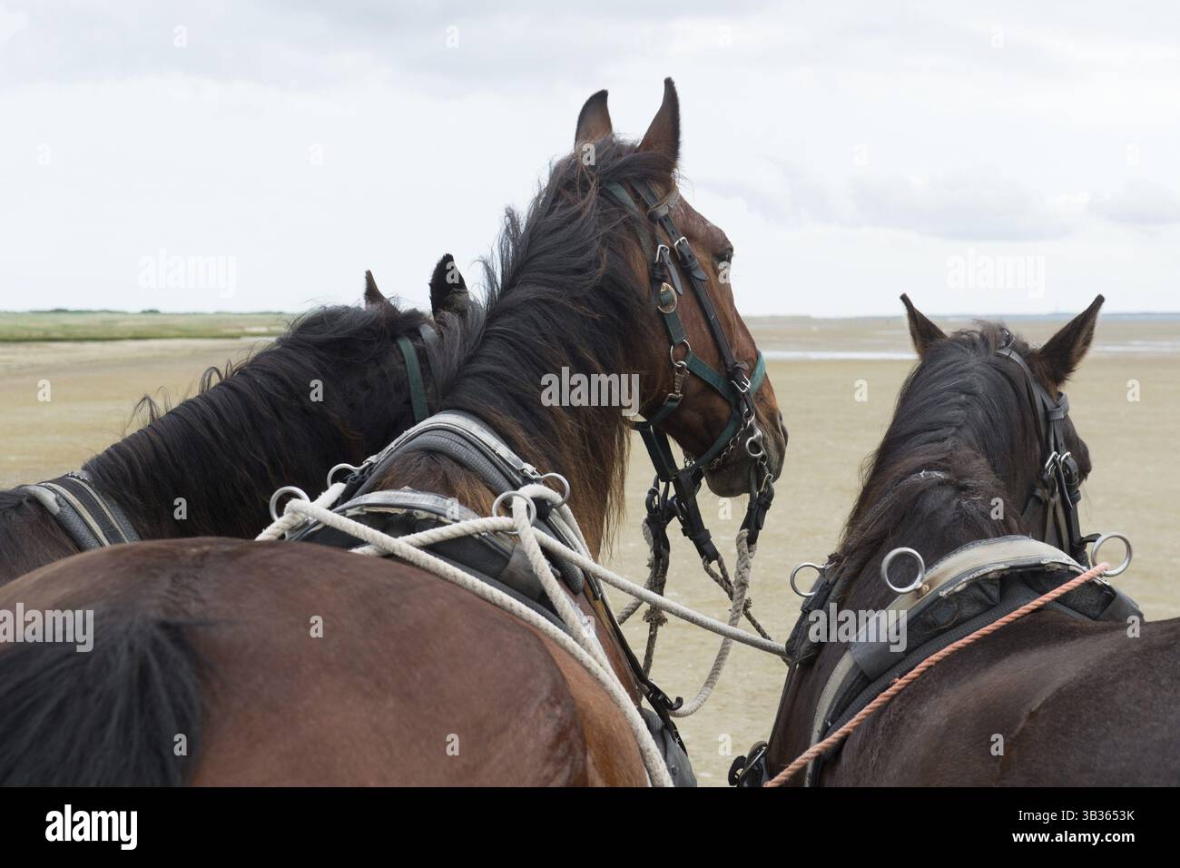 Pferde mit Neigung Auto am Strand vom niederländischen Wattenmeer Insel Terschelling Stockfoto