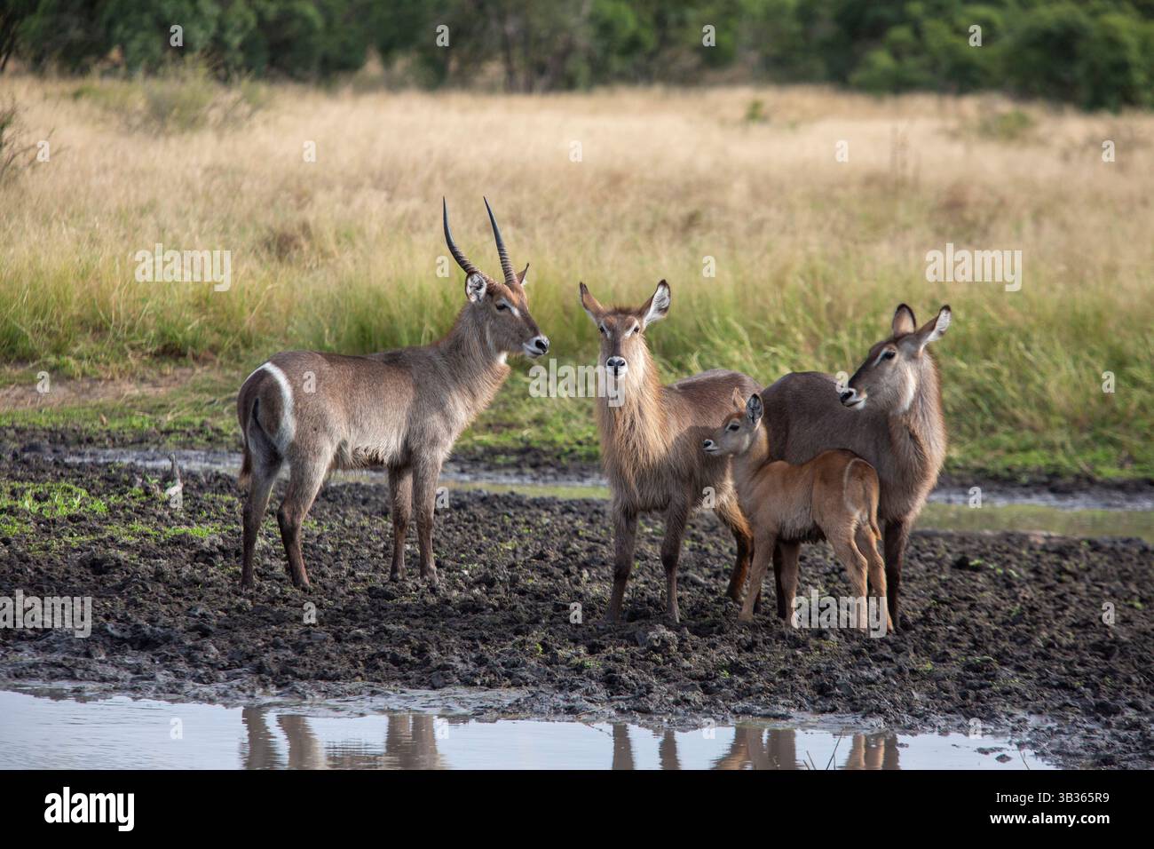 Wasserbock-Herde mit einem Widder, zwei ausgewachsenen Schafen und einem Lamm in einem Feuchtgebiet Stockfoto