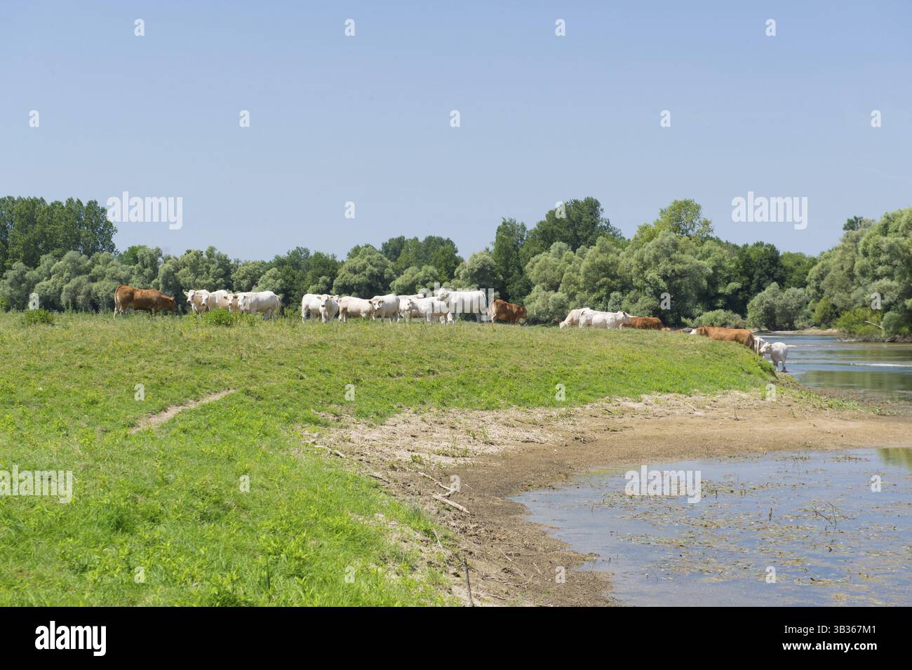 Fluss Doubs im westlichen Frankreich mit Rinder Kühe Charolais Stockfoto