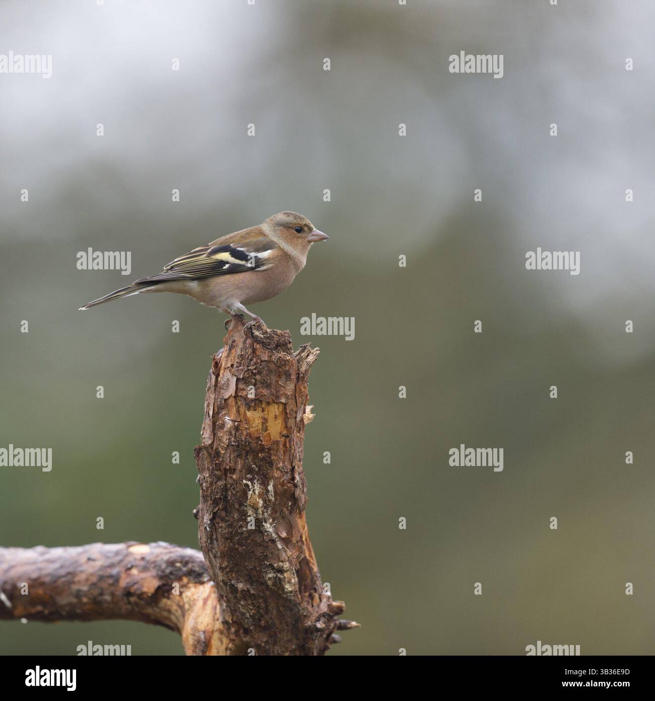 Ein weiblicher finke, der auf einem Ast ruht Stockfoto