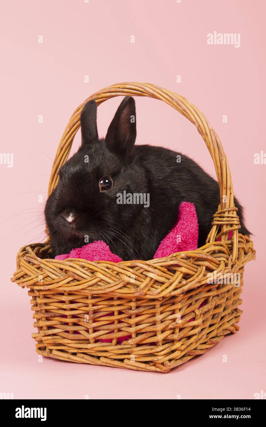 Schwarzes Kaninchen im Korb auf rosa Hintergrund im Studio Stockfoto