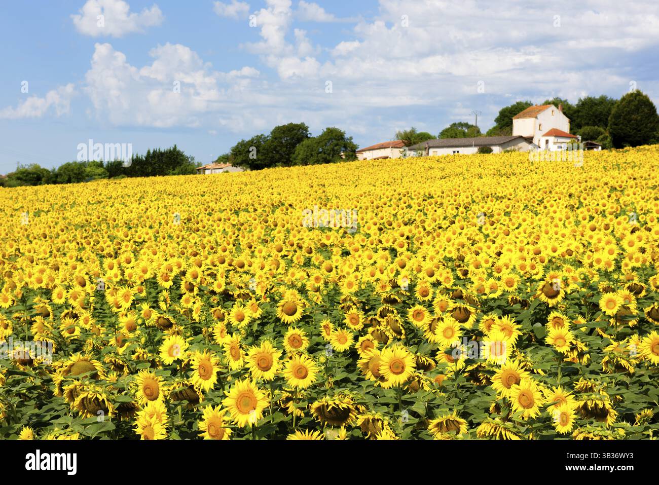 Landschaft mit Sonnenblumen in der französischen Lot-et-Garonne Stockfoto