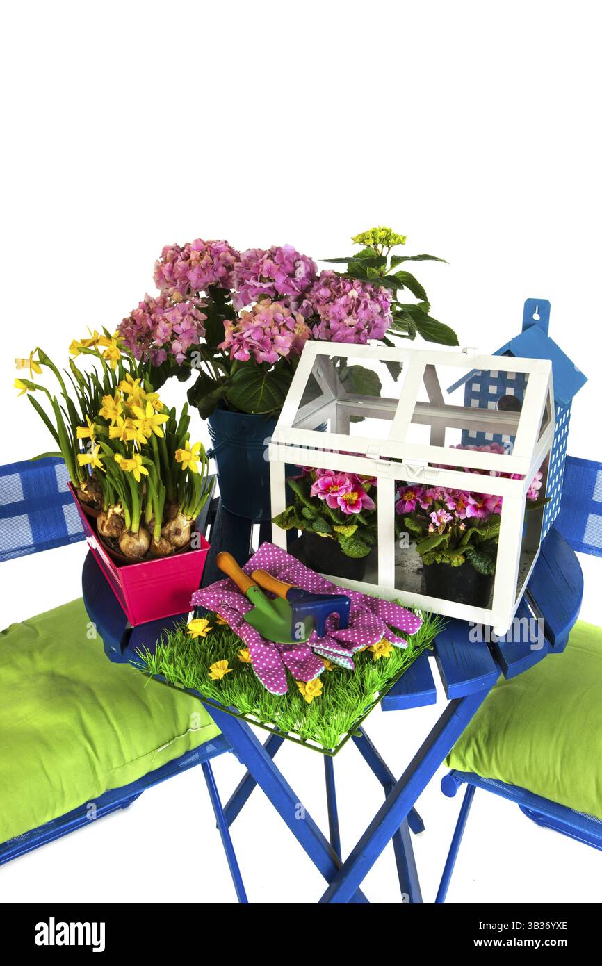 Kleines Gewächshaus mit Blumen im Frühjahr Stockfoto
