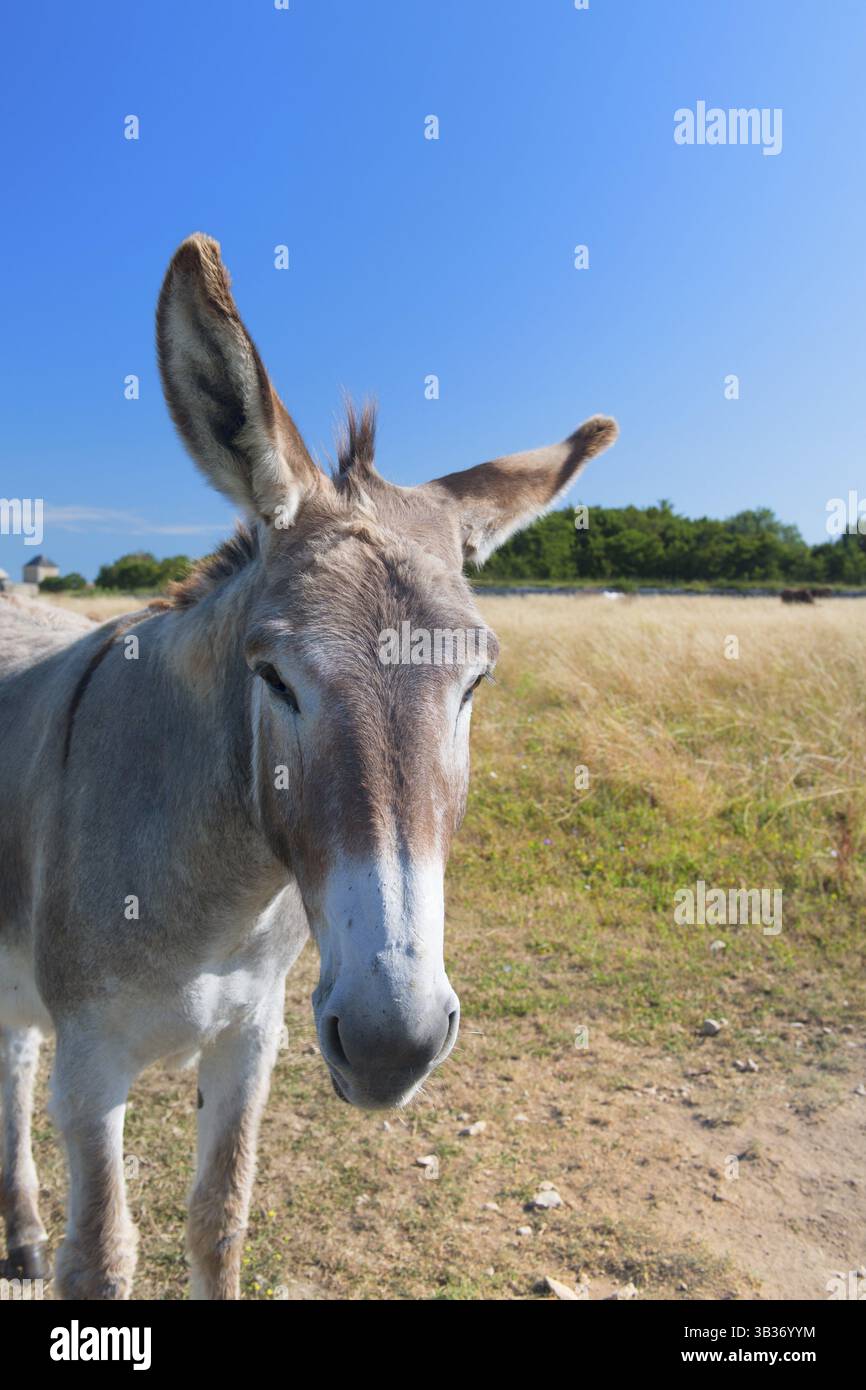 Berühmte Esel mit langen zotteligen Haaren in französischen Insel Ile de Re Stockfoto