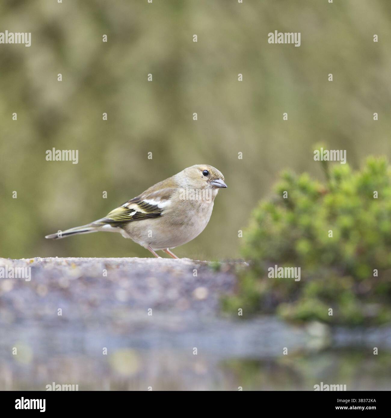 Weibliche gemeinsame Buchfink am Boden Stockfoto