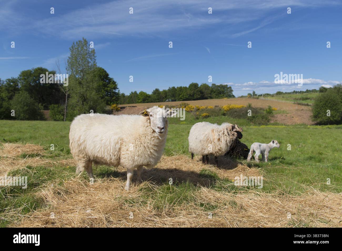 Weiße Schafe mit jungen Weißen Lamm Stockfoto