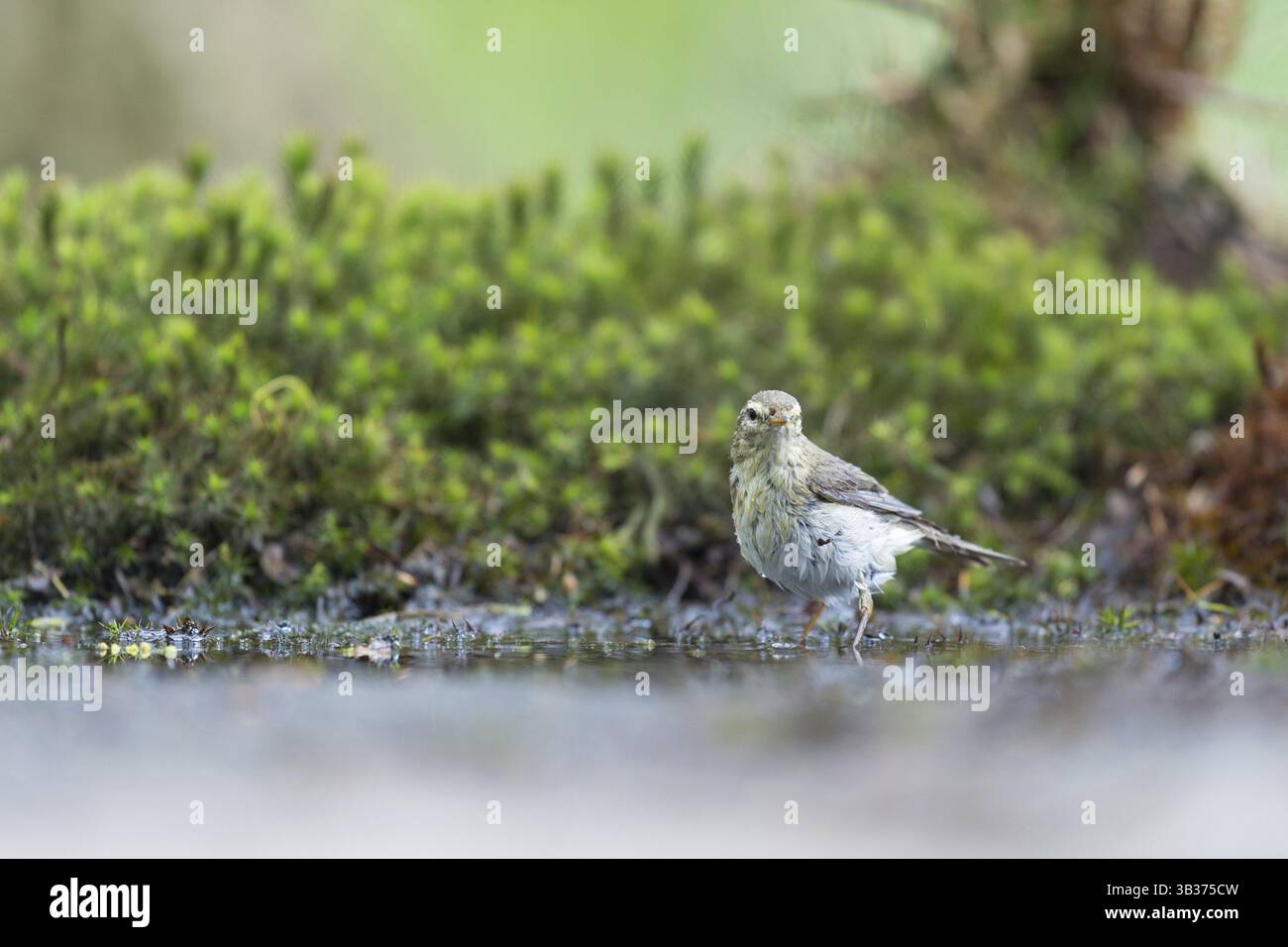 Weibliche gemeinsame Buchfink im Wasser Stockfoto