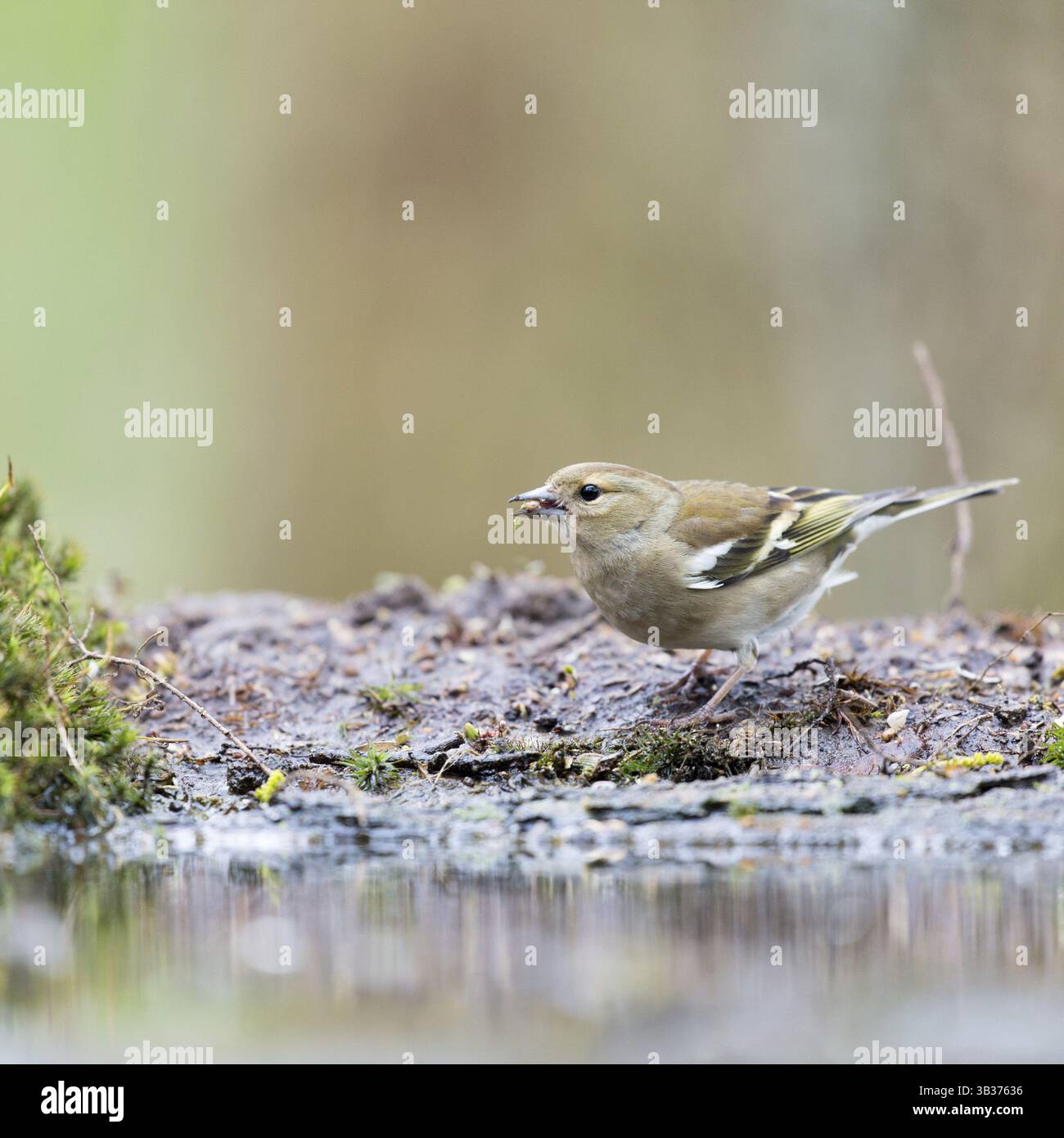 Weibliche gemeinsame Buchfink am Boden Stockfoto