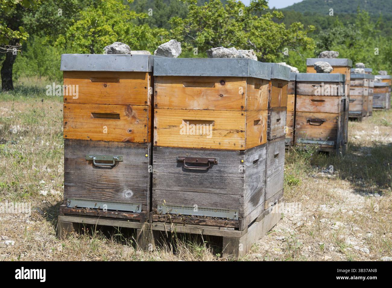 Viele Bienenstöcke im Freien im Obstgarten Stockfoto