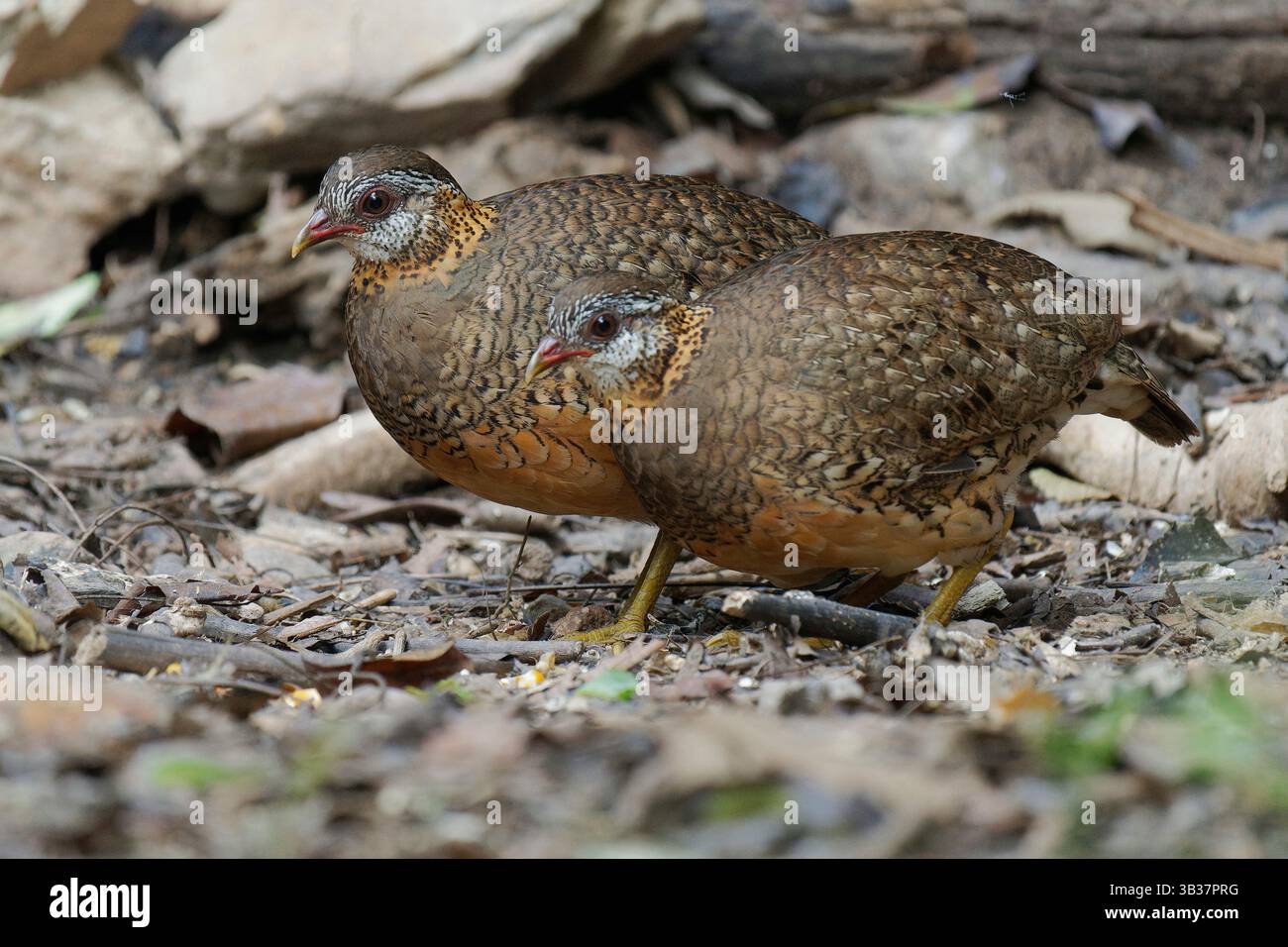 Geschälte Breasted Parteidge Stockfoto