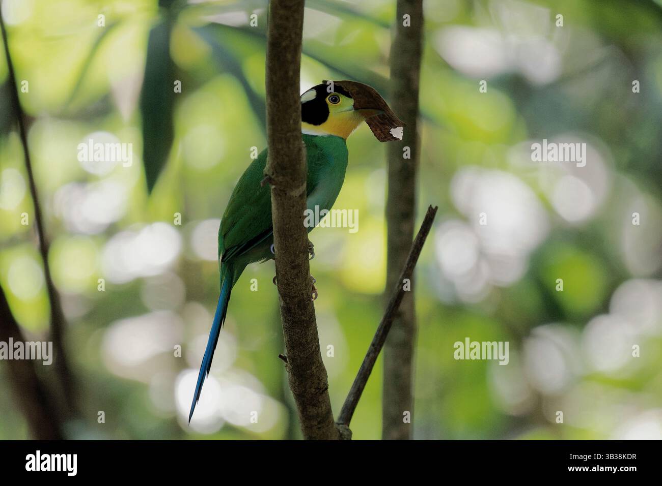Langschwanz-Broadbill Stockfoto
