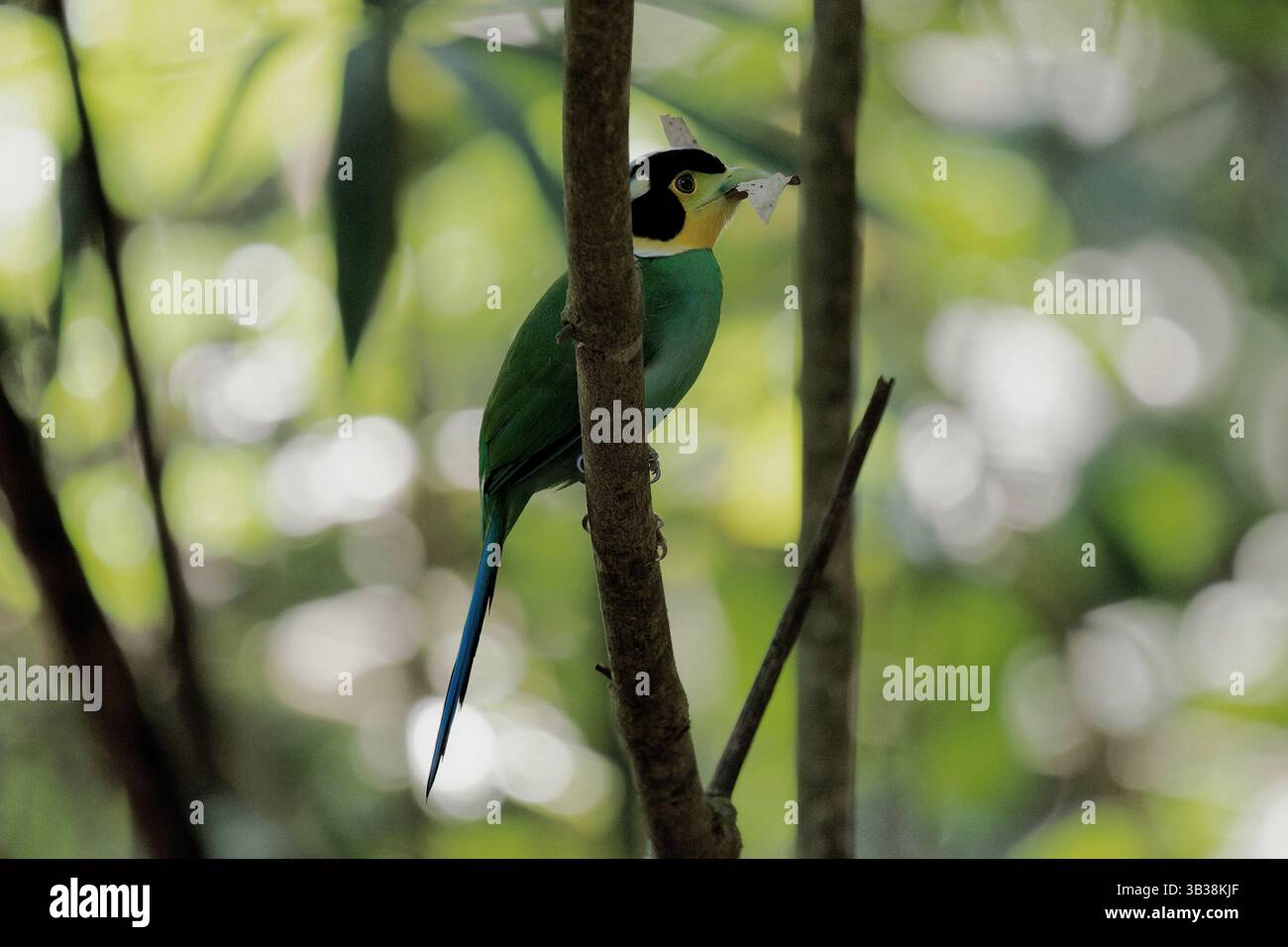 Langschwanz-Broadbill Stockfoto