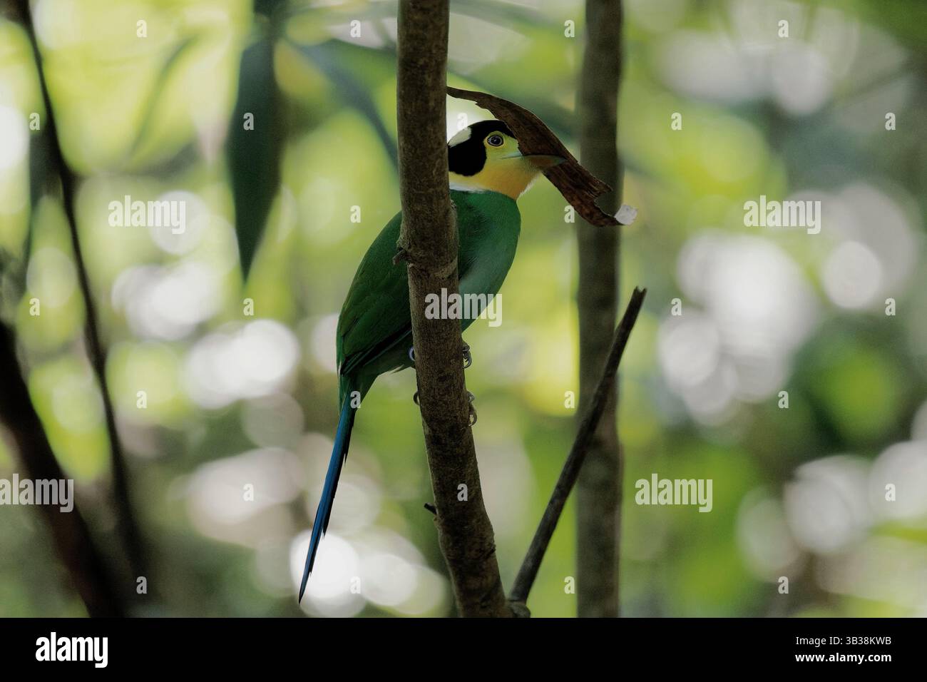 Langschwanz-Broadbill Stockfoto
