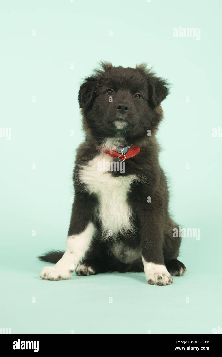 Niedliche Mischling Border Collie Welpen auf grünem Hintergrund Stockfoto