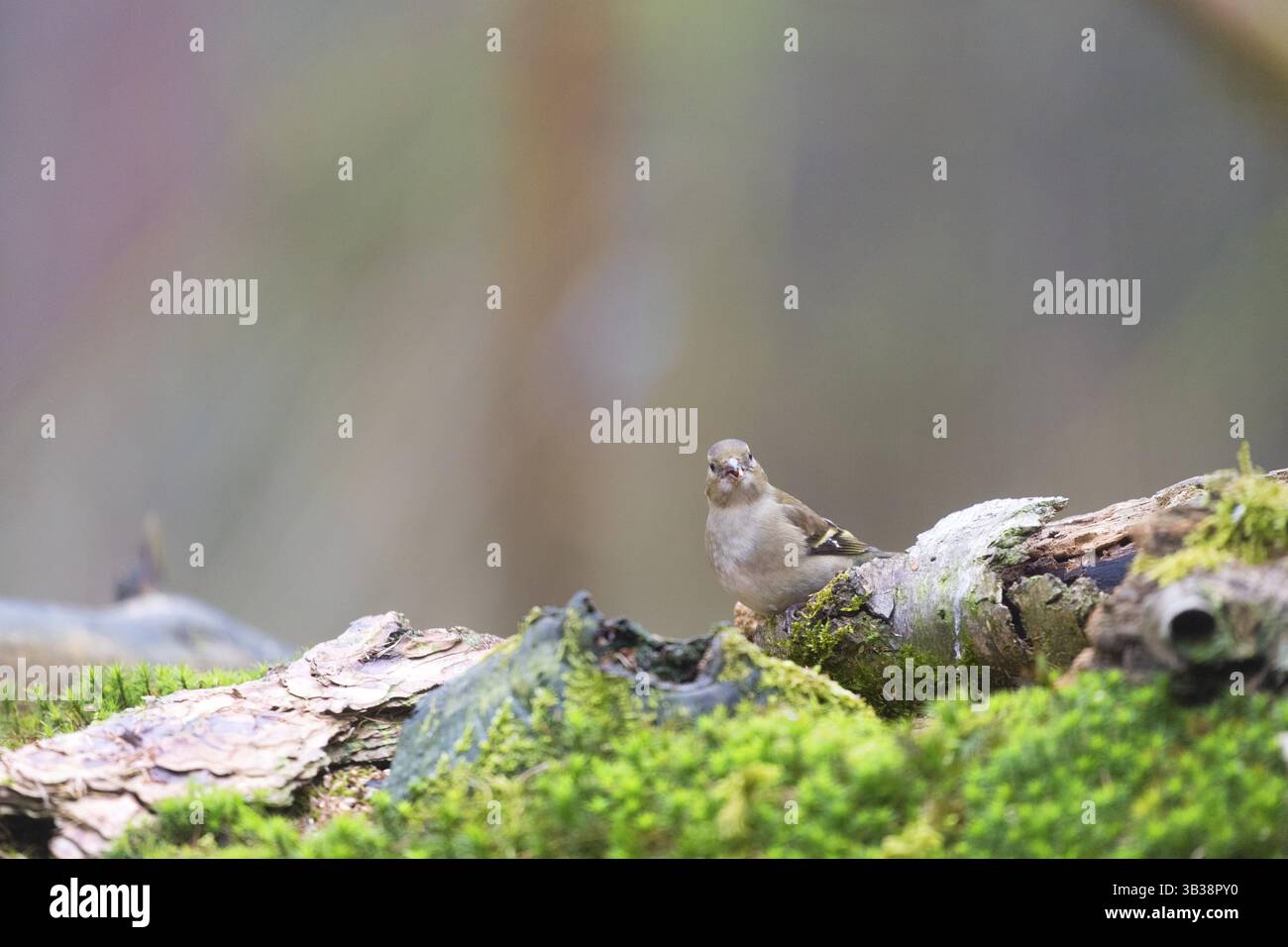 Weiblicher Buchfink im Naturwald Stockfoto