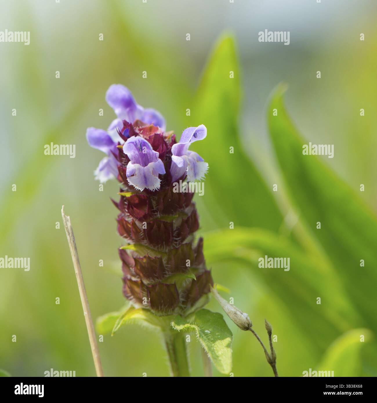 Blühende wilde Tyme in der Natur Stockfoto