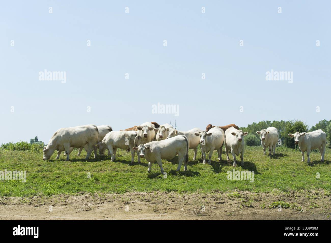 Französische braune und weiße Charolais-Kühe in der Landschaft Stockfoto
