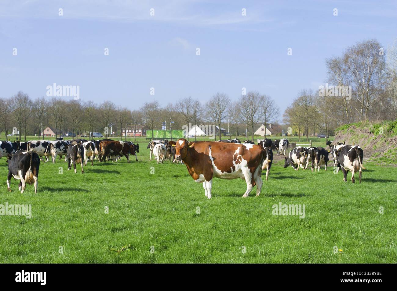 Niederländische Schwarzweiß-Kühe auf den Weiden Stockfoto