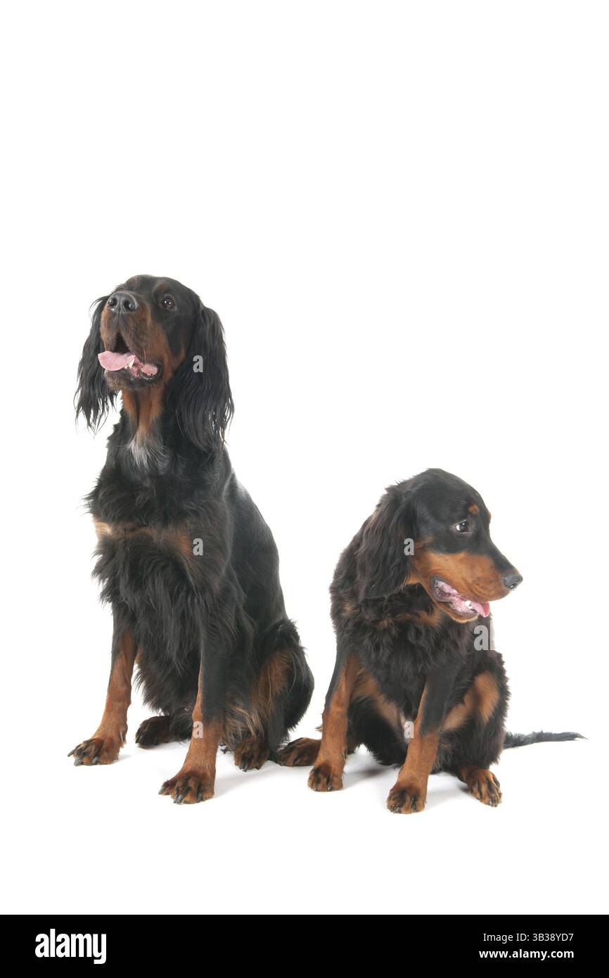 Gordon Setter Hunde im Studio sitzen Stockfoto