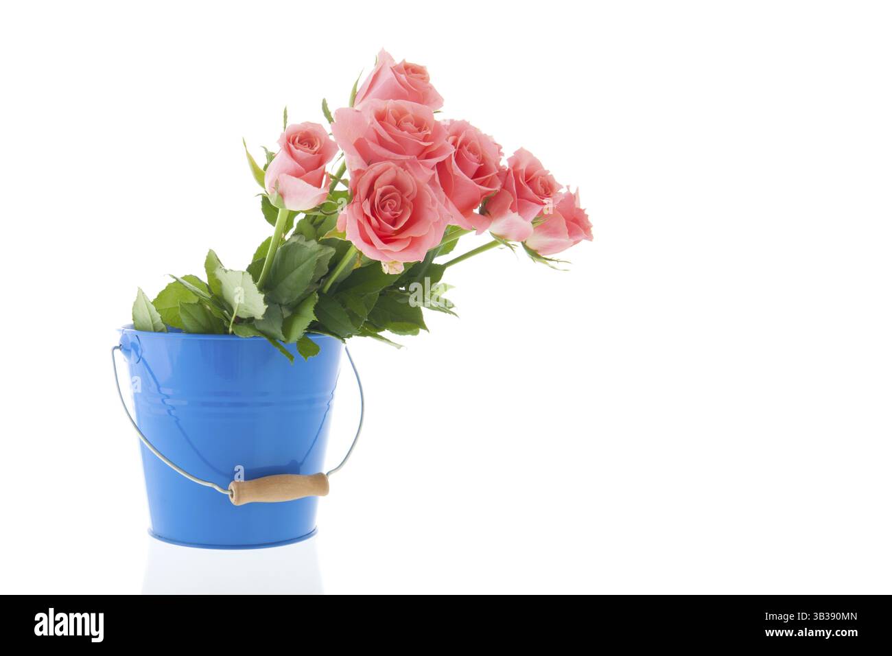 Strauß rosa Rosen in blauen Eimer isoliert auf weißem Hintergrund Stockfoto