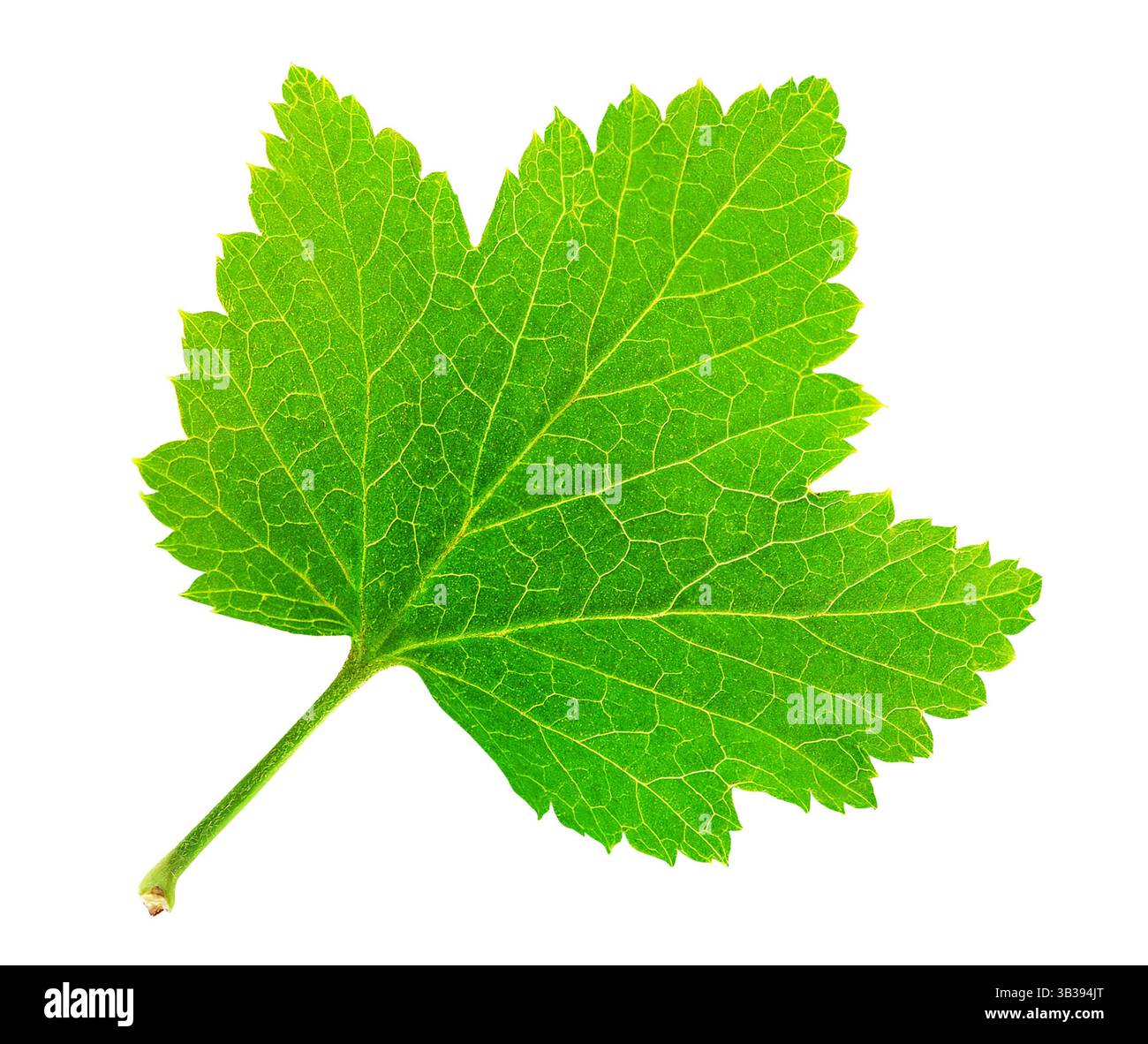 Blatt von roten oder schwarzen Johannisbeeren isoliert auf weißem Hintergrund Stockfoto