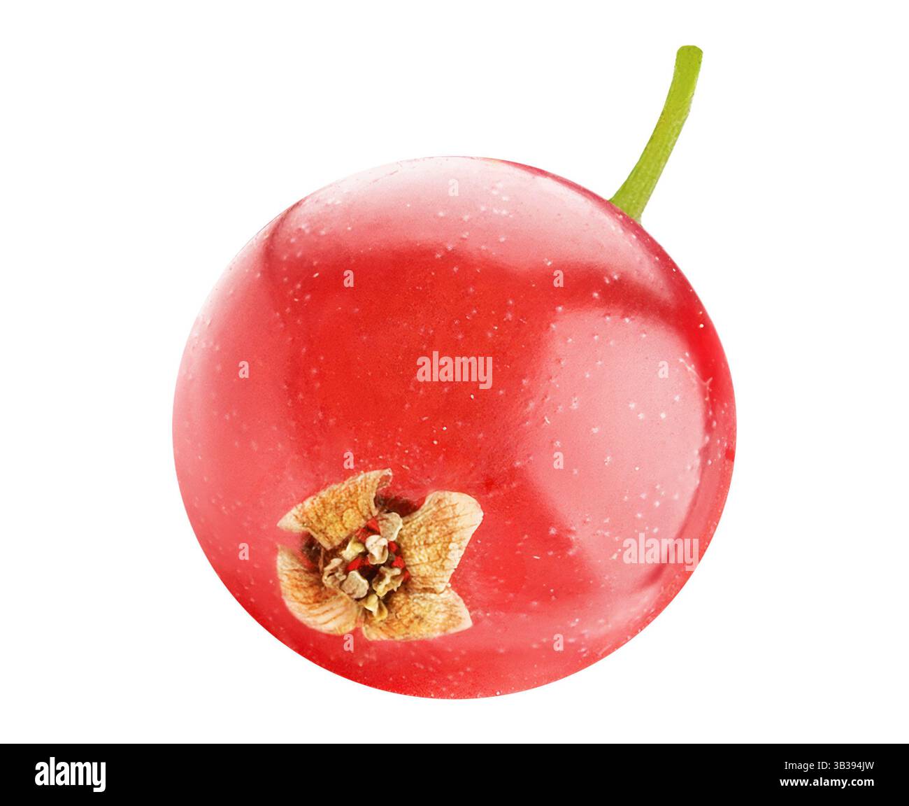 Rote Johannisbeeren-Makro auf weißem Hintergrund ausgeschnitten Stockfoto