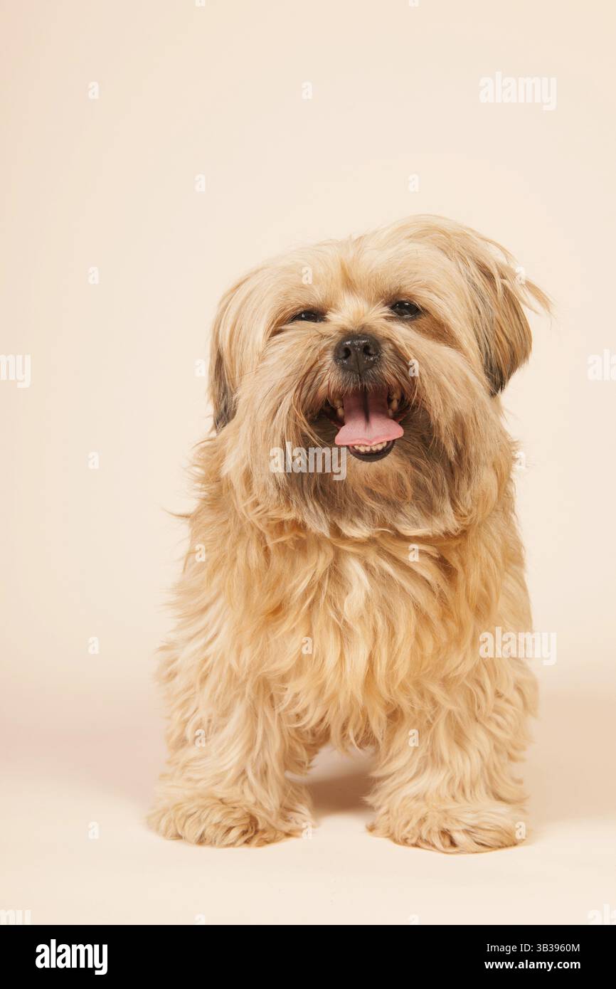 Kleiner gemischter Hund mit langen Haaren auf beigefarbenem Hintergrund Stockfoto