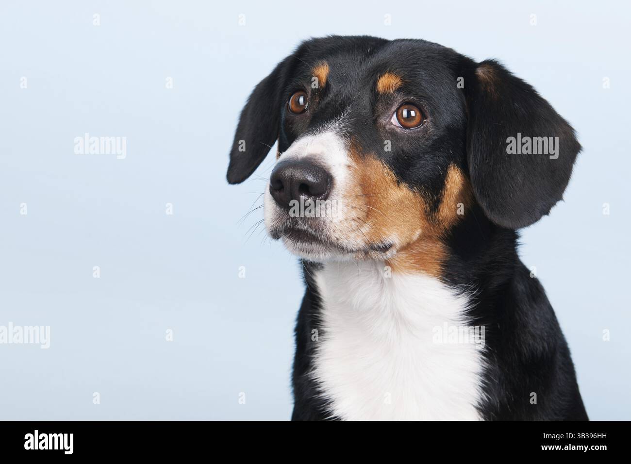 Porträt von einem Entlebucher Sennenhund auf blauem Hintergrund Stockfoto