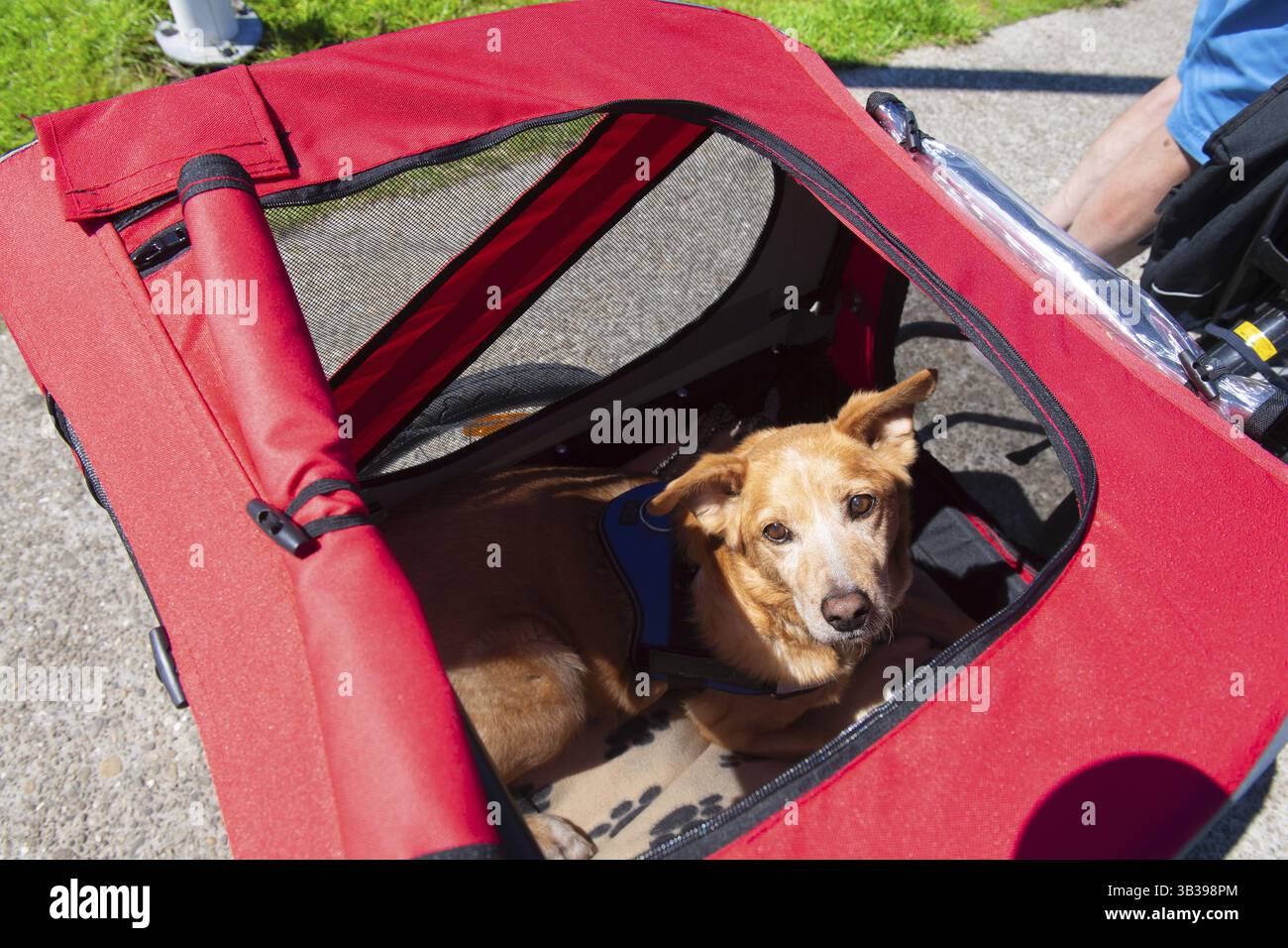 Ein Hund liegt im roten Hunderitt Stockfoto