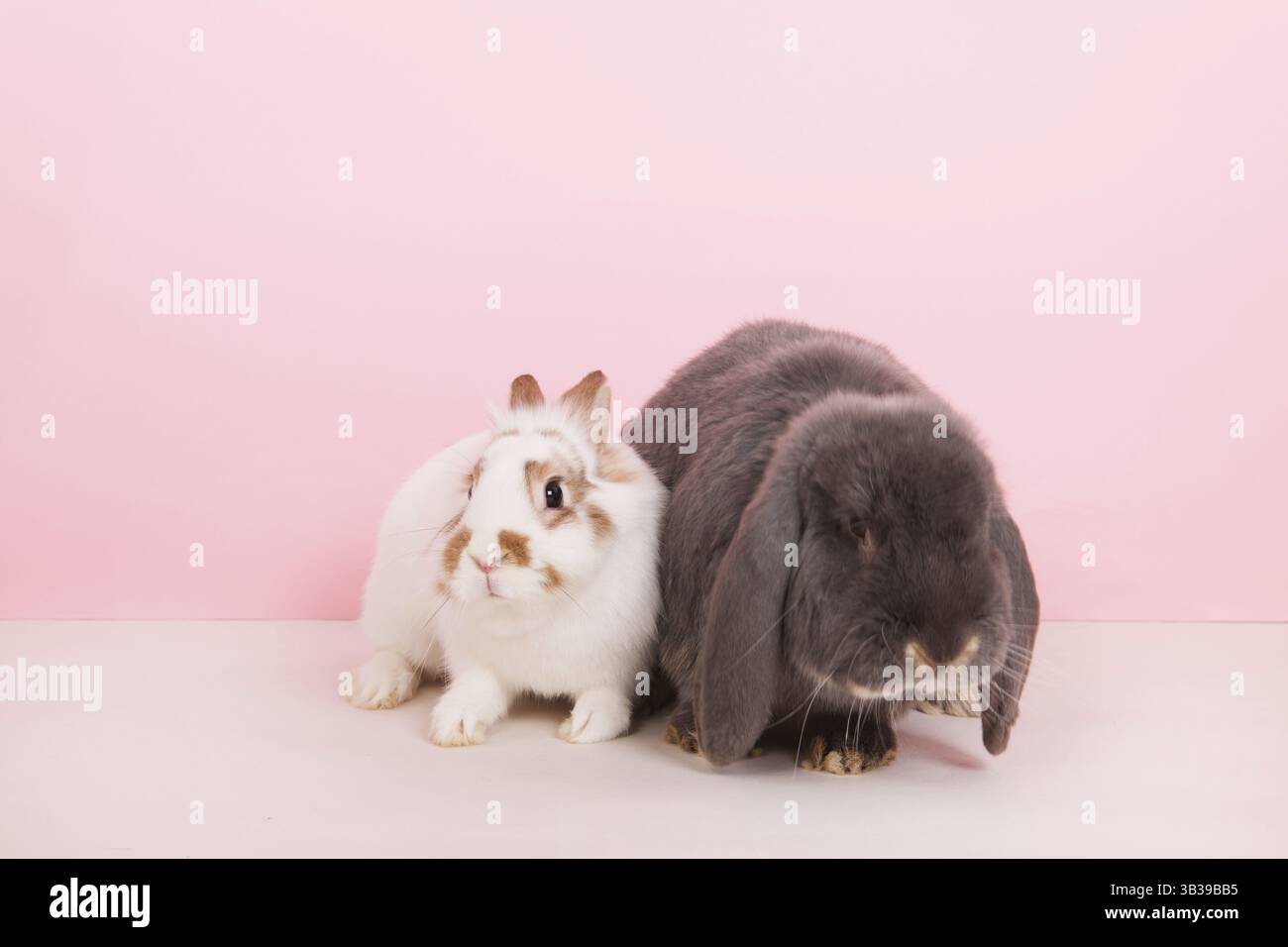 Weißes Kaninchen und Französisch lop zusammen auf rosa Hintergrund Stockfoto