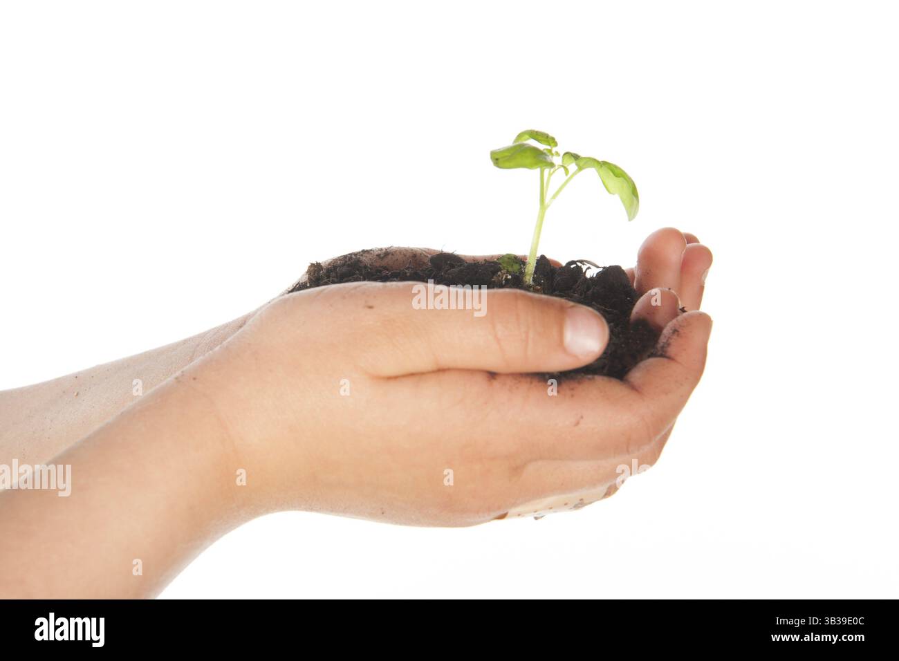 Kinderhände mit wachsender Pflanze aus Samen Stockfoto