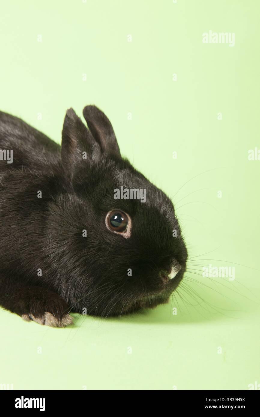 Schwarzes Kaninchen auf grünem Hintergrund im Studio Stockfoto