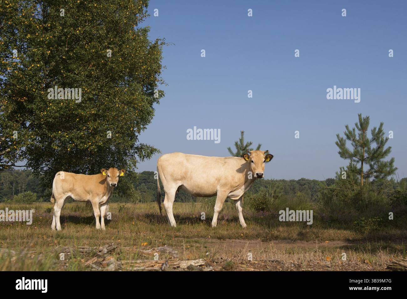 Piemonteser Rinder Kühe trinken in Natur See Stockfoto