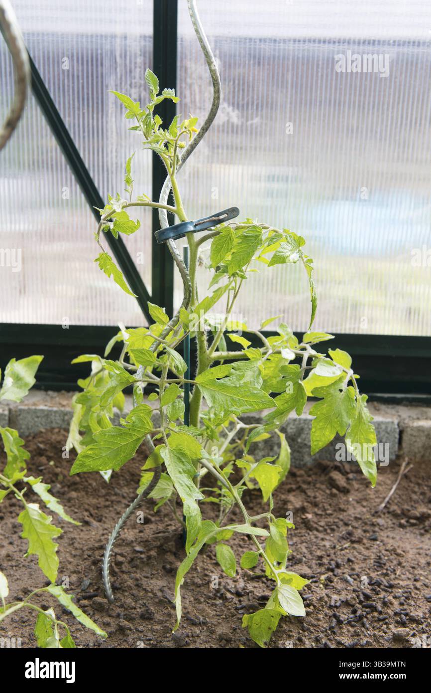 Green House mit jungen Tomatenpflanzen öffnen Stockfoto