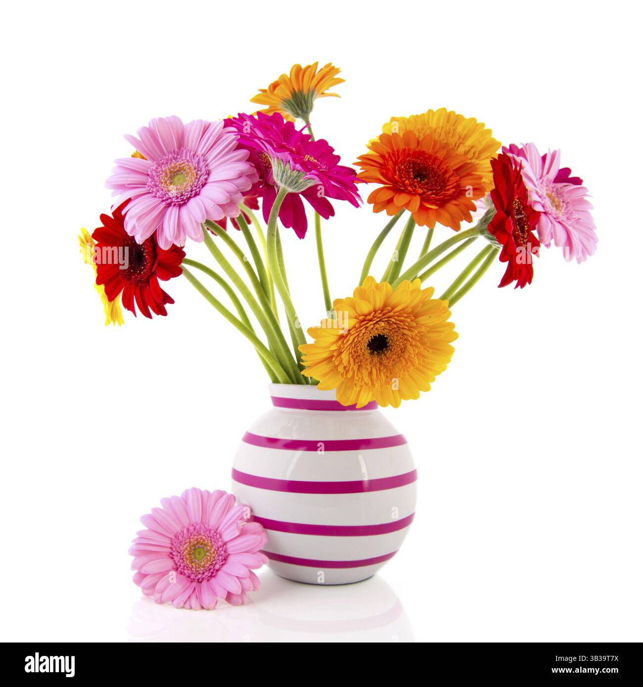 Gerber Blumen in Vase mit rosa Streifen auf weißem Hintergrund isoliert Stockfoto
