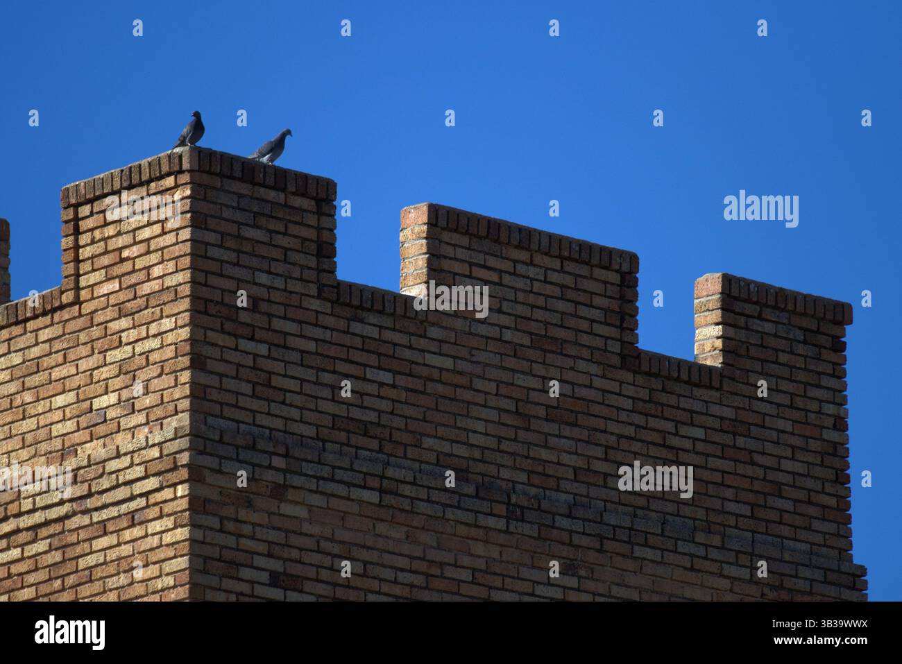 Zwei Tauben sitzen auf einer Palisade Stockfoto