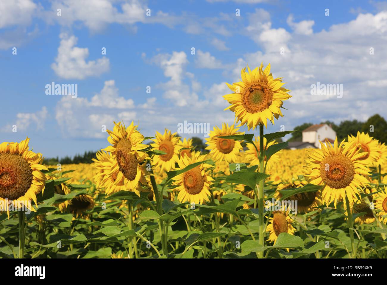 Landschaft mit Sonnenblumen in der französischen Lot-et-Garonne Stockfoto