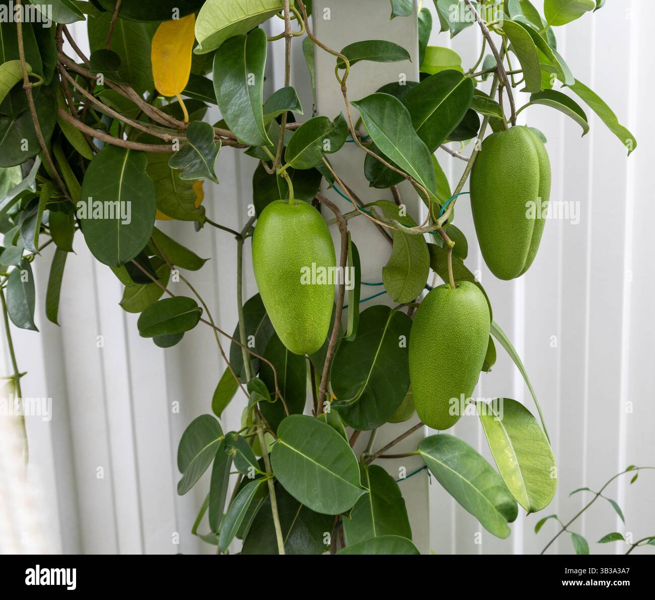 Fleischige frucht -Fotos und -Bildmaterial in hoher Auflsung  Alamy