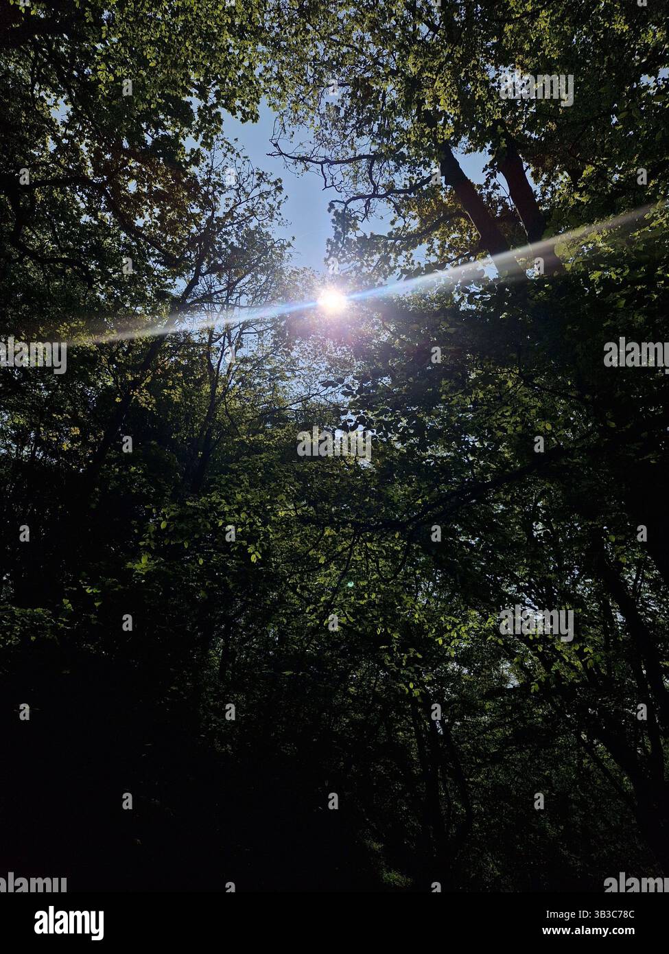 Blütenfeder - Smartphone-aufgenommenes Stockfoto